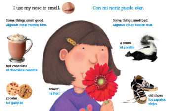 My senses Big Book / Mis sentidos