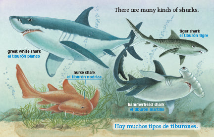 Who lives in the sea? Big Book / ¿Quién vive en el mar?